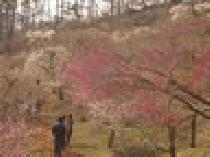 ★★【STYLE】★★2014/03/09（日）春到来!梅を楽しむトレッキングparty!【宝登山】長瀞