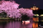 横浜・重要文化財『三溪園』！！～お花見ウォーキングコン～