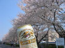 春爛漫♪♪お花見バーベキューパーティーin野島公園～出逢いは桜の木の下で～