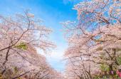 【上野】桜満開！春の”上野恩賜公園”お散歩♪満開の「上野桜」…公園内を「観光」 散策をしながら新しい出会い…≪友活/交流会♪≫