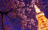20・30代 ナイト東京タワー＆夜桜♪ ～1人参加～【芝公園】男性4000円・女性1500円のイベントです♪