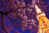 女性定員❤特別春割引❤インスタ映え！東京タワー展望台チケットがペアーで当たる♪東京タワーが望める芝公園にて、お花見パーテ...