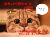 【和み人募集！】新宿の猫カフェで楽しみながら交流しませんか？？＾＾