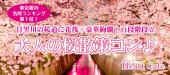 １人参加多数☆連絡先交換率8割☆4/7(土)東京桜の名所ランキング第１位！目黒川の桜道に花筏♡豪華絢爛！百段階段☆大人の桜ウォ...